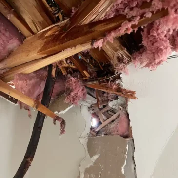 Interior view of storm damage showing broken ceiling rafters and insulation after a redwood tree fell on the home in Alamo, California.